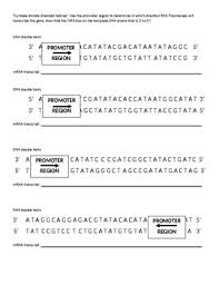 Transcription and translation practice worksheet. Dna Transcription And Translation Practice Worksheet With Key Tpt