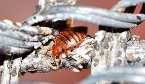 We did not find results for: Cimex Eradicator Eradication Des Punaises De Lit Et Elimination Des Virus Dont Sars Cov2