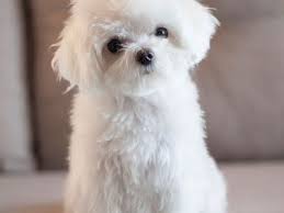 Argentina — anjing memang dikenal dengan loyalitasnya dengan manusia. Cinde Alarmayura Alarmayura Profil Pinterest