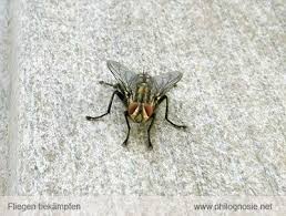 Die schwebfliege sieht zwar aus wie eine kleine wespe, sticht aber nicht und darf daher bedenkenlos im garten geduldet werden. Pin Auf Garten