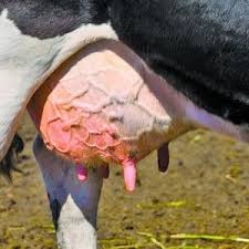 Mastitis Hayvan Resimi Buyukbas Hayvan Veterinerler Hayvanlar