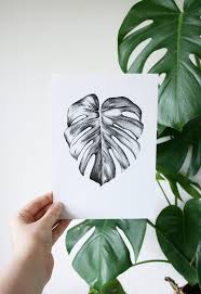 Monstera Deliciosa Black And White Pen Drawing A5 Print Etsy White Pen Tropical Flowers Illustration Monstera Deliciosa Tattoo