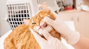 Welcome to pet care hospital. Pet Dental Care Near Me 22205 Ballston Animal Hospital