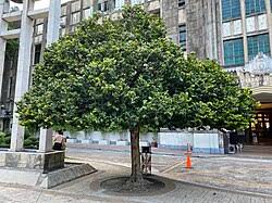 Image result for Drypetes arguta