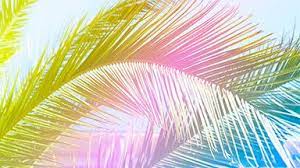 Tropicana Chromebook Wallpaper Cute Desktop Wallpaper Laptop Wallpaper Desktop Wallpapers Wallpaper
