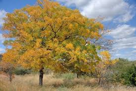 Image result for Kirkia