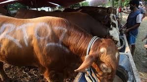 Waktu penyembelihan hewan qurban menurut hadist. Dalil Tentang Qurban Dalam Al Quran Dan Hadits Nabi Saw Bagian All