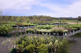 Check out our native flowers selection for the very best in unique or custom, handmade pieces from our floral stems shops. Nasami Farms A New England Mecca For Native Plant Lovers Gardenista