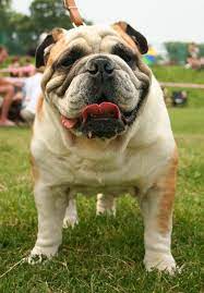 How To Properly Care For Your English Bulldog Bulldog Bulldog Puppies English Bulldog