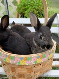Pequannock new jersey pets and animals. Rabbits For Sale In Nj New Jersey Rabbit Breeders Rabbits For Sale