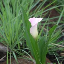 Image result for Aeollanthus rehmannii