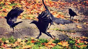 We did not find results for: A Surprising Look At Crow Family Life Cool Green Science