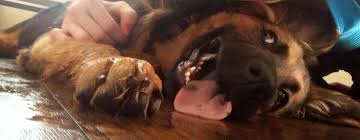 And what kind of kinkery were delia and charles getting into for lydia to think the hanging out in. My Dog Doing That Scary Face Thing From Beetlejuice Album On Imgur