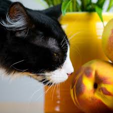 Cats can eat apples, and apples can be a healthy treat for your kitty. Can Cats Eat Peaches Catster
