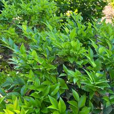 Image result for Ligustrum