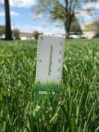 Navegue pelas 64 tall grass yard imagens e fotografias de stock disponíveis ou comece uma nova pesquisa para. Proper Mowing Of Tall Fescue Virginia Green