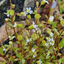 Image result for Tridactyle tridactylites