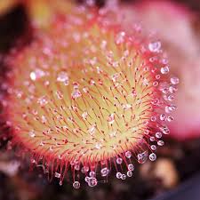 Image result for Drosera pilosa