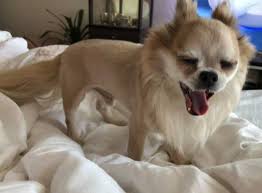 Due to their tiny size, chihuahuas often don't need a. Long Haired Chihuahua 2021 Health History Temperament All Pet S Life
