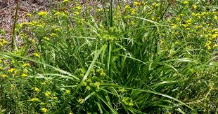Image result for Cyperus ruwenzoriensis