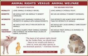 Vegan Community Google Animal Rights Animal Welfare Animals