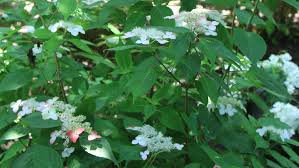 アジサイ 紫陽花 の毒性