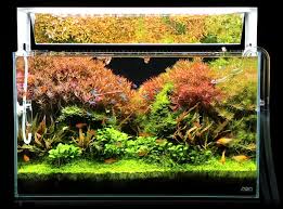 Pin By Crob Arts On Aquascape Aquarium Landscape Nature Aquarium Aquascape