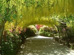 Laburnum Arch At Bodnant Garden Clwyd Famous Gardens Beautiful Gardens Gorgeous Gardens