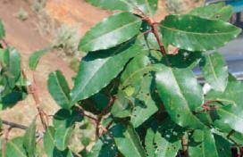 Image result for Prunus africana