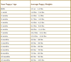 rottweiler growth chart