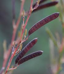 Image result for Chamaecrista gracilior