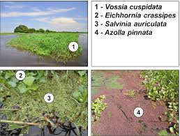 Image result for Vossia cuspidata