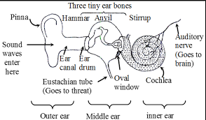 Ears Class 8 Sound