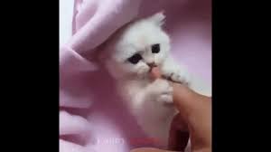 Everything you wanted to know about tattoo in 10 words. Top 10 Cute Cat And Kitten Gifs I Can Has Cheezburger