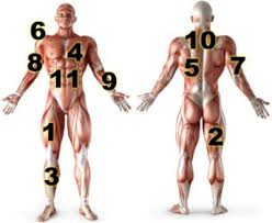 major muscle groups guide weight
