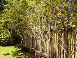 Evergreen hedges make wonderful living privacy screens and wind or noise breaks. Landscape For Privacy New Zealand Handyman Magazine