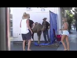 I see your camel toe tiktok trend compilation #beachboys #cameltoe #biscuit. Camel Toe Prank Youtube