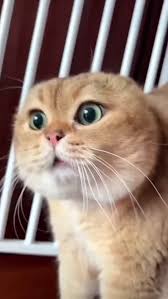 Image result for lolcats