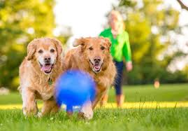 In 2013, the average annual salary for a photographer was $36,470. 2021 Pet Photography Prices With Local Costs Fash