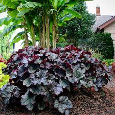 Heuchera Grande Black Terra Nova Nurseries Inc Cette plante est utilisée en bordure, rocaille, talus ou pot et mur végétal. heuchera grande black terra nova