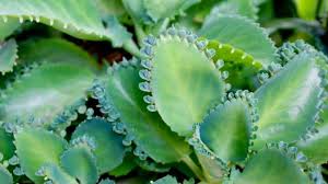 Image result for Kalanchoe pinnata
