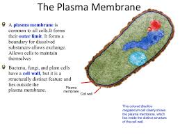 The fundamental structure of the membrane is the phospholipid bilayer, which forms a stable barrier between two aqueous compartments. Copy Of Plasma Membrane
