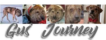 Nominations for the 2021 hero dog awards open on january 6! Gus Journey Home Facebook