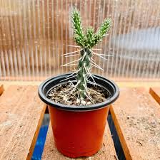 Image result for Caperonia fistulosa