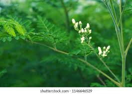 Drumstick Flower Means Best Flower Wallpaper
