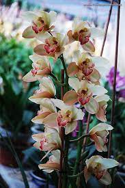 Cymbidiums I D Live In These If I Could Beautiful Orchids Cymbidium Orchids Orchids