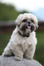 Maybe you would like to learn more about one of these? What Is A Shih Tzu Learn The Best Answer To This Question Before Purchasing A Shih Tzu