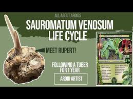 Image result for Sauromatum venosum