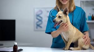 Marty becker, known as america's veterinarian. you may have seen him on shows like dr. How To Get Cheap Or Free Vet Care Near Me Complete Guide