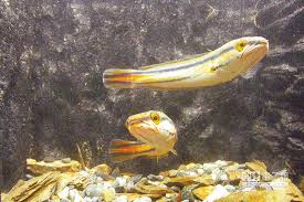 謎樣巨大虎魚水庫稱霸 挑戰24小時來回曾文水庫 巨大魚傳說對決~ 王者之戰水面炸裂 釣魚平台露營還能餵老鷹 漁樂爽報. é­šè™Žé€žå‡¶æ—¥æœˆæ½­æ·ªé™·